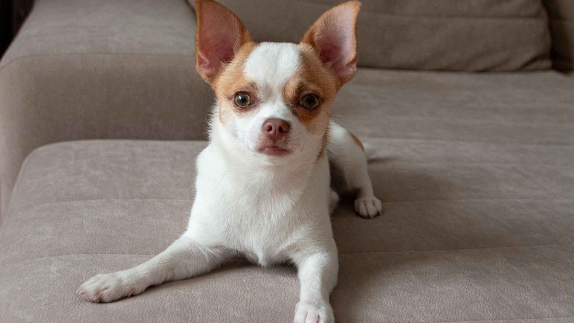 chihuahua 